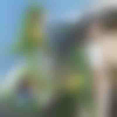 3D nahrbtnik v obliki dinozavra | DINOBACK